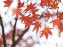 maple-leaves-w1024-h1024